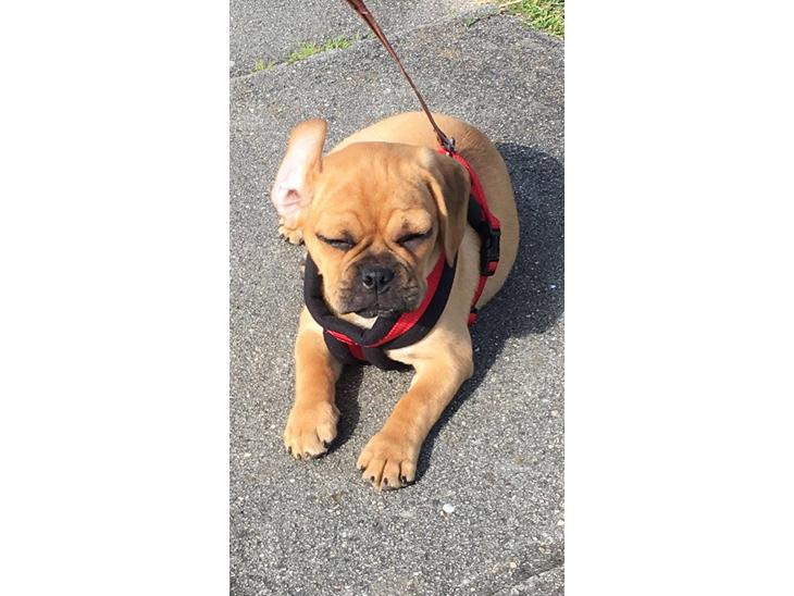 {{currentPhoto.altText}} billede {{currentPhoto.number}}