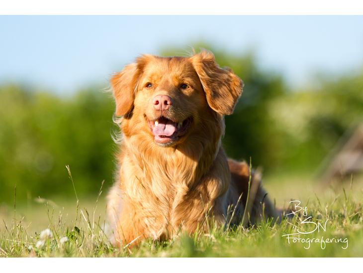 Nova scotia duck tolling retriever Mika "Himmelhund"  billede 1