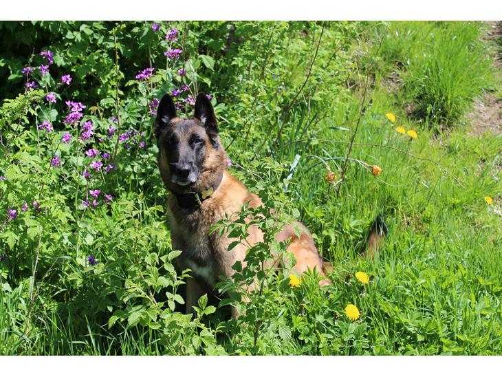 Malinois Zorba - Zorba billede 1