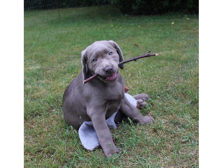 Labrador retriever Peace of Silver Carastella Aka. Nala. billede 1