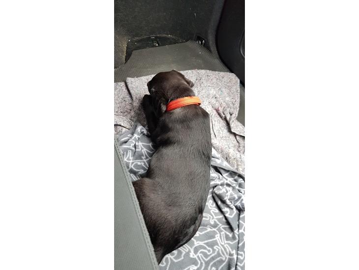 Labrador retriever Pinnmoors Perry Tequila - På vej hjem i bilen. Med okseøre billede 1