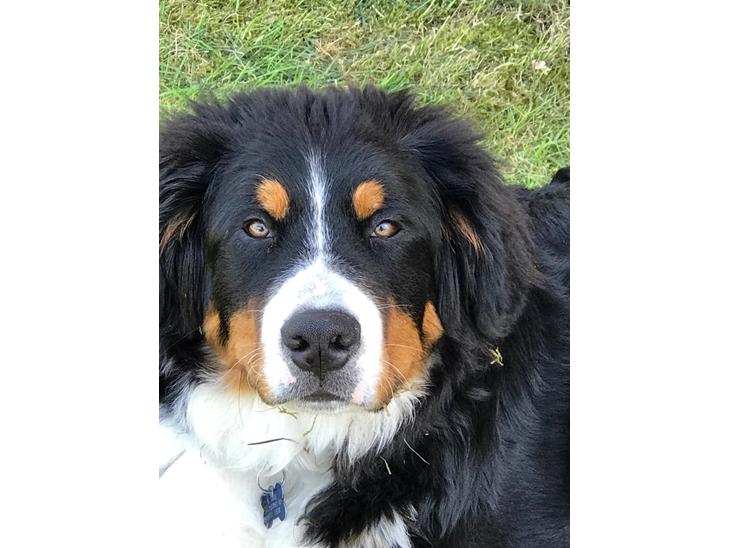 {{currentPhoto.altText}} billede {{currentPhoto.number}}