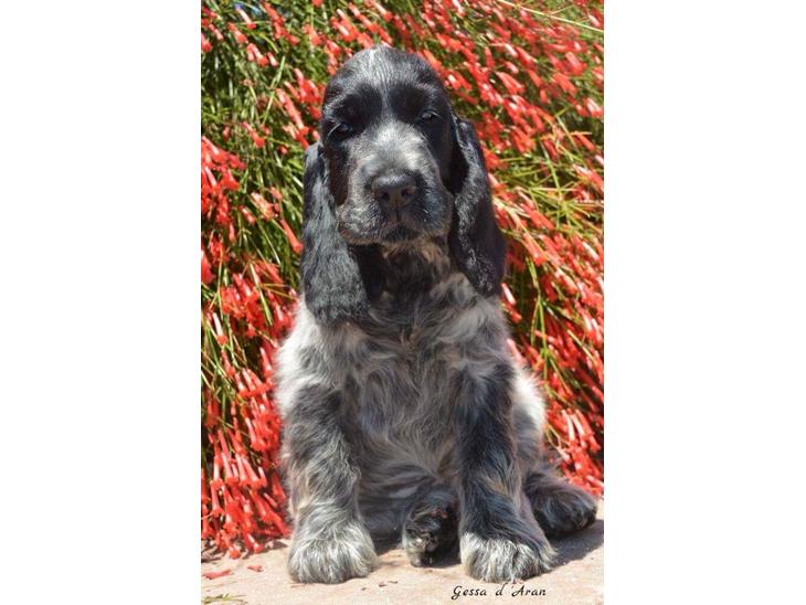 Cocker spaniel Ever billede 1