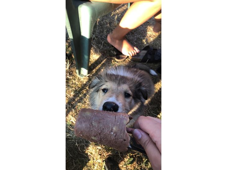 {{currentPhoto.altText}} billede {{currentPhoto.number}}