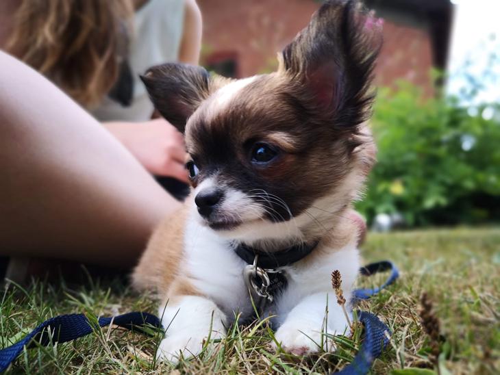 Chihuahua Zenvo’s Exuberant Excalibur (Milo) RIP billede 0