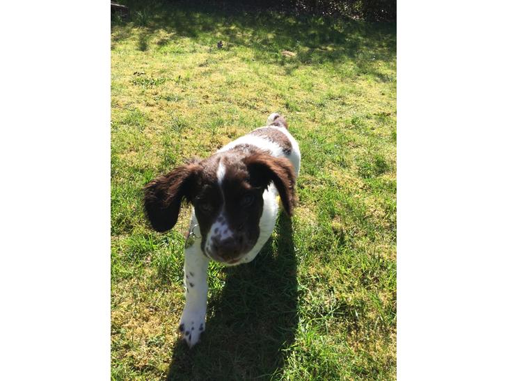 Field Trial Springer Spaniel Alba billede 1