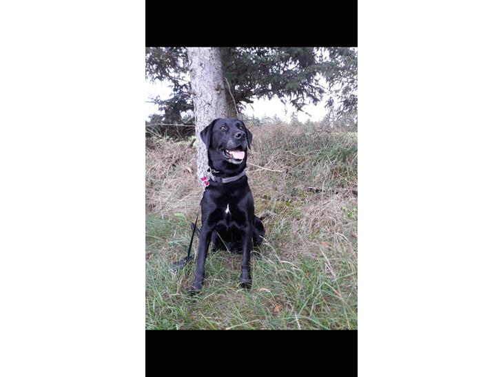 Labrador retriever uzo billede 1