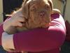 Dogue de bordeaux Hooch Junior