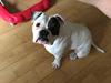 Olde english bulldogge Bulltoks chyna