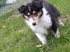 Collie langhåret Lassies Oh What An Onyx (Himmelhund) [ Himmelhund]