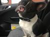 Fransk bulldog Bobbi