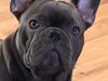 Fransk bulldog Piilou