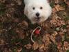 Coton de tulear Sisses Cindy
