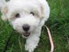 Coton de tulear Aura Antonia