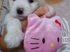 Coton de tulear Aphrodite "Dicte"