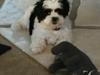 Shih tzu Lucy