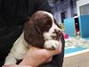 Field Trial Springer Spaniel Taco