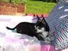 Chihuahua Annabell [ Himmelhund]
