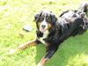 Berner sennenhund AnnaBella [ Himmelhund]
