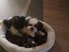 Lhasa apso Mira