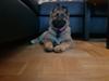 Schæferhund Becha