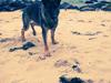 Schæferhund Esso (Haubroe Aud)