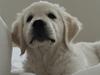 Golden retriever Hubert