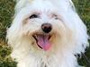 Coton de tulear Gizmo