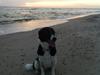 Border collie Archie