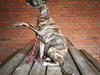 Whippet Galanta Whippets Colombine *Ciah*