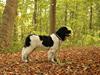 Newfoundlænder Fluffy Avanch Olga