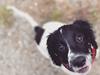 Blanding af racer Buffy [Tidl. hund]
