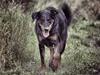 Beauceron Jesse