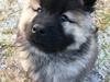 Eurasier Misha (Arachuns Kurojaki)