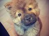 Chow chow Djuno