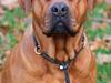 Blanding af racer Freja - Dogue de Bordeaux, Rottweiler, Cane Corso