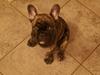 Fransk bulldog Ferdinand