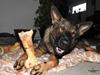 Schæferhund Hapia Cisco * Carlo*  *R.I.P.*