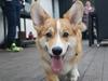 Welsh corgi pembroke Diesel
