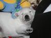West highland white terrier Diva