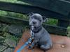 Staffordshire bull terrier Jalokin