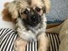 Tibetansk spaniel Dharma