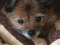 Blanding af racer Himmelhund Koko