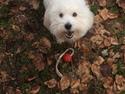Coton de tulear Sisses Cindy