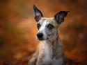 Whippet Sharqiyas Oops! I did it again | Pablo