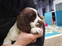 Field Trial Springer Spaniel Taco