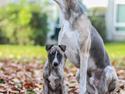 Whippet Tanalorn Phelan of the New Panther