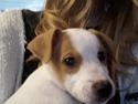 Dansk svensk gaardhund Zimba