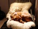 Vizsla Eik