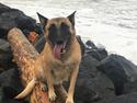 Malinois Bianca